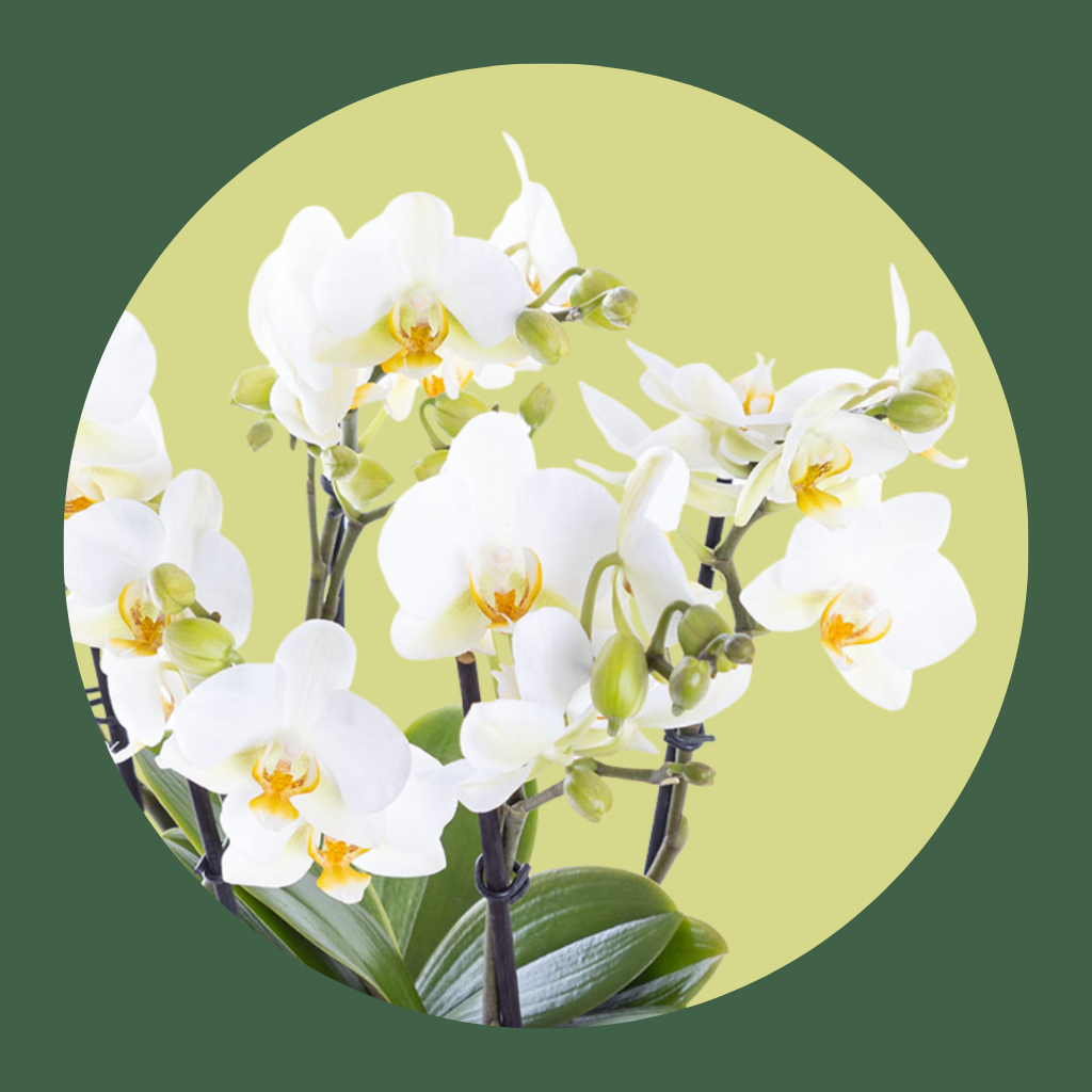 Orkideler