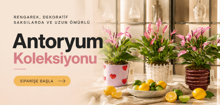 Bloom and Fresh Banner resmi
