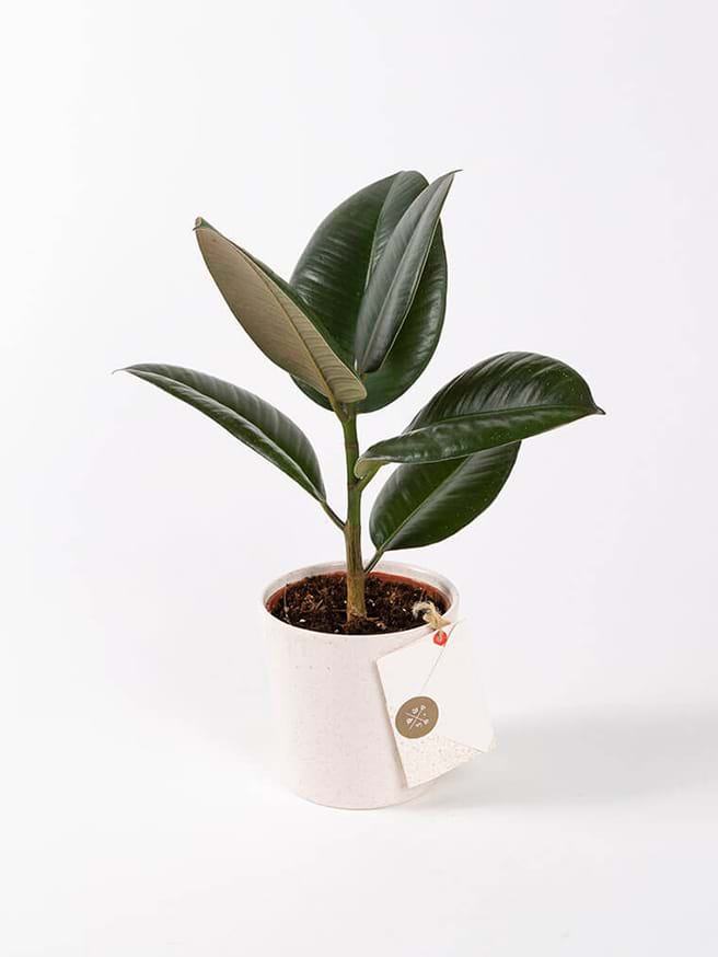 Roburta Robusta