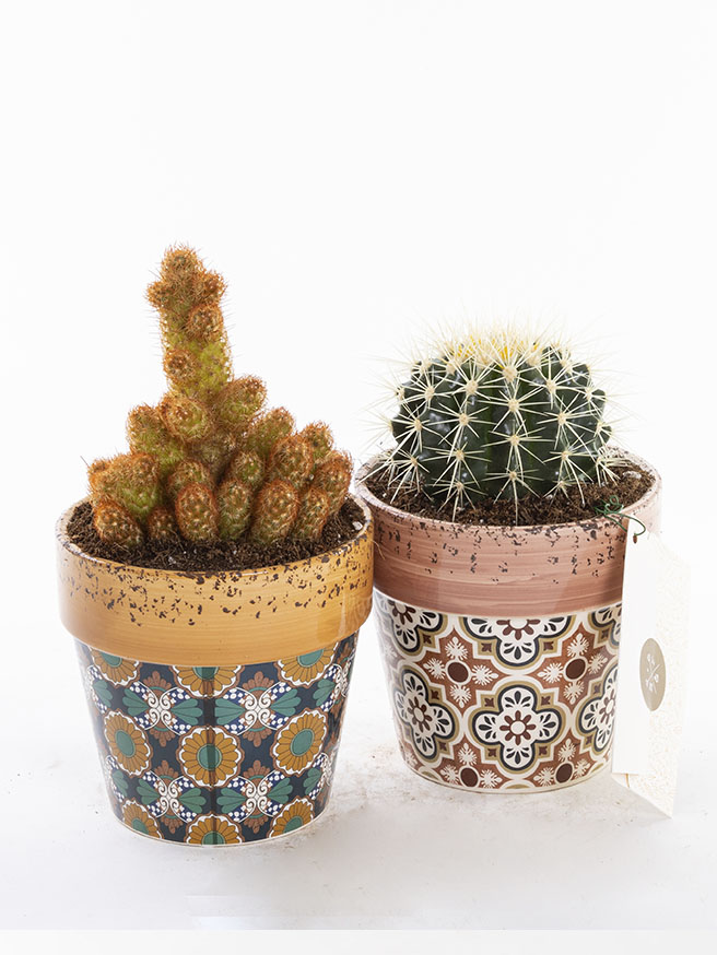Cactus Duo